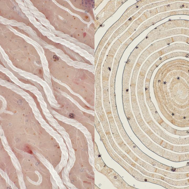 Colágeno Realmente Funciona para a Pele e Ossos?
